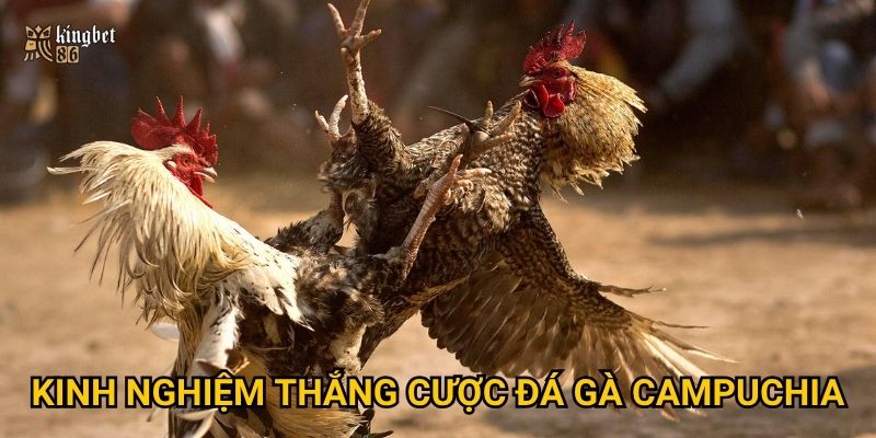 Đá gà Campuchia Kingbet86 có hấp dẫn như lời đồn? 3 Kinh nghiệm thắng cược đá gà Campuchia