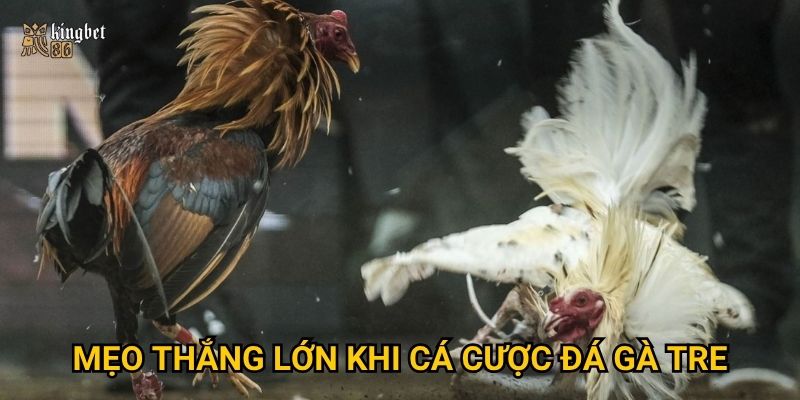 Đá gà tre Kingbet86 – Có gì thú vị hơn so với đá gà nòi? 3 Mẹo thắng lớn khi cá cược đá gà tre