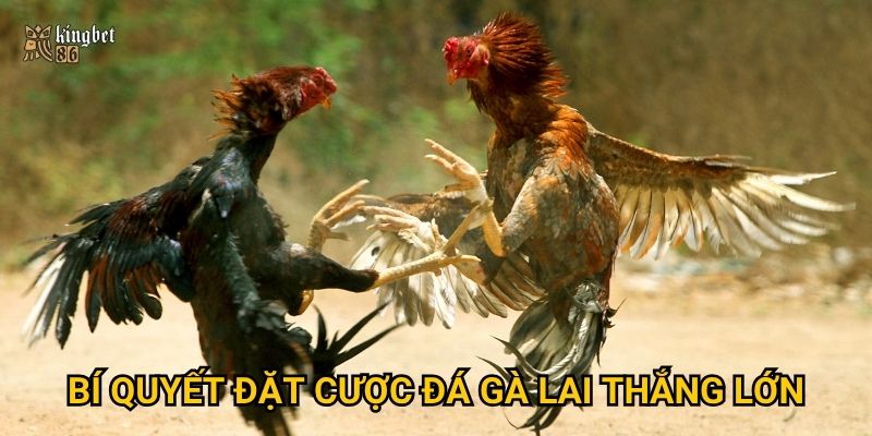 Đá gà lai Kingbet86 có thực sự mang lại tỷ lệ thắng cao? 3 Bí quyết đặt cược đá gà lai thắng lớn