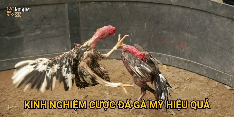 Đá gà Mỹ Kingbet86 – Có gì khác biệt so với đá gà truyền thống? 3 Kinh nghiệm cược đá gà Mỹ hiệu quả